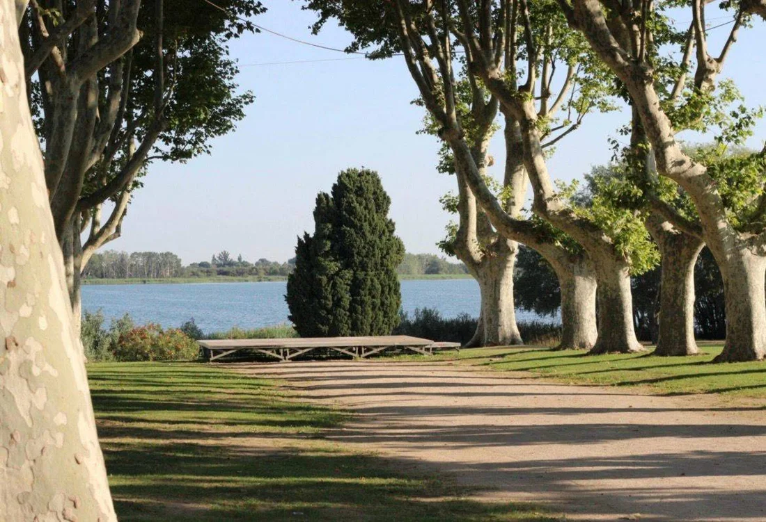 Allée de platanes au bord de l'eau